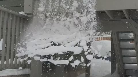 Pup Gets Covered in Powder