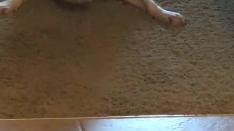 Sable wants to play sandy does not brown dog on carpet barking