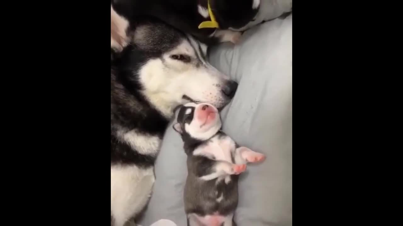 The Funniest and Cutest Husky Compilation of 2021 | Funny Pet Videos