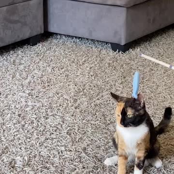 Kitten goes fishing