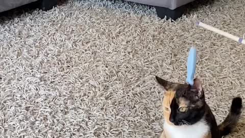 Kitten goes fishing