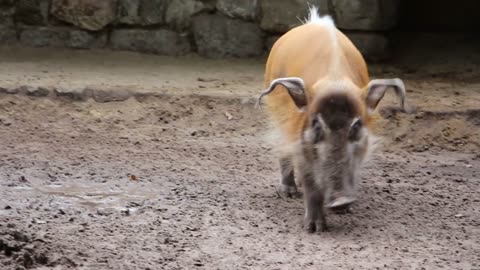 Bearded pig in the dirt