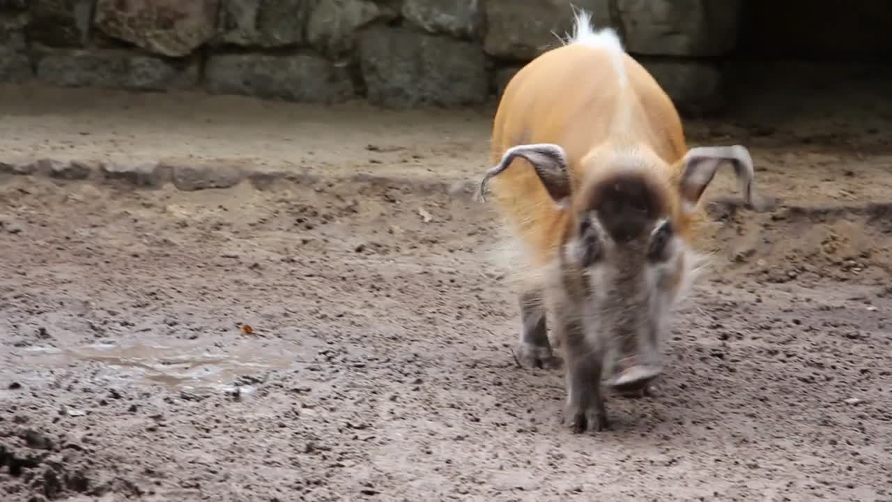 Bearded pig in the dirt