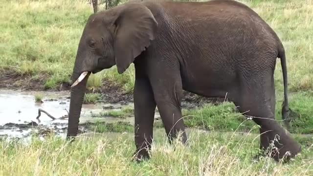4k animal video Compilation I CC