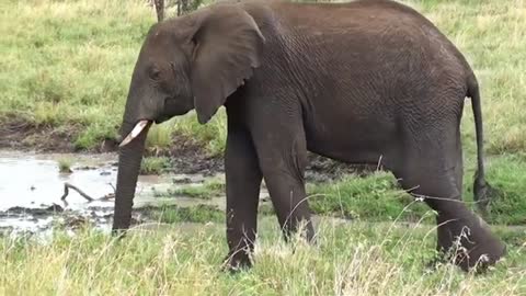 4k animal video Compilation I CC