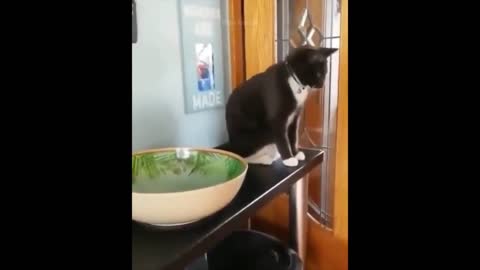 Funniest Animals - Best Of The 2021 Funny Animal Videos #86
