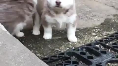 This puppy has the talent to be a big brother since he was a child