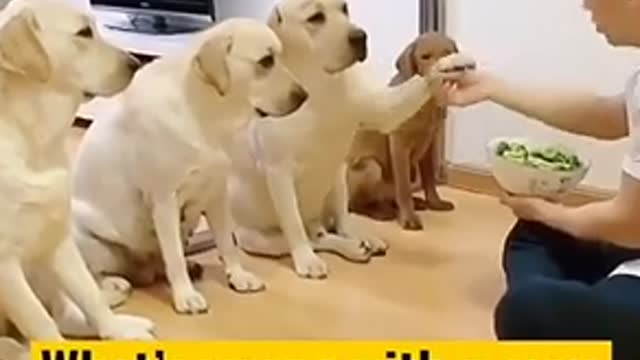 Funny Dog's 🐕 love ❤️ cute puppy 😍 Dog lovers