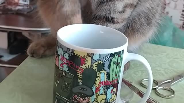 How do cultured cats drink