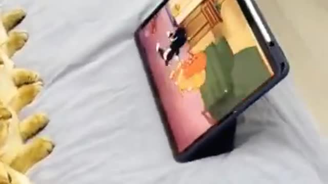 2.Kittens watching toons 🤣🤣🤣 from tiktok @honeycutepet #shorts