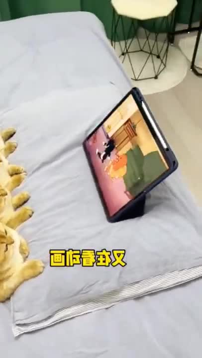 2.Kittens watching toons 🤣🤣🤣 from tiktok @honeycutepet #shorts