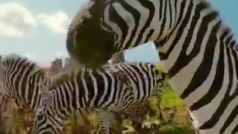 Lagging behind can be deadly for these zebra foals 😰