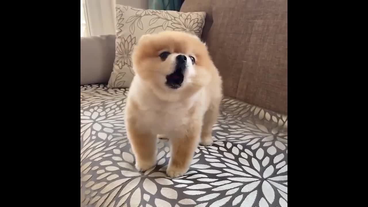 Funny animal video