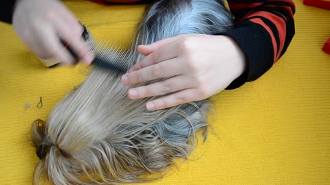 Person brushing the hair of a small dog