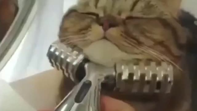 Quick Videos Of Funny And Cute Pets #7