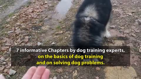 Dog Training tips