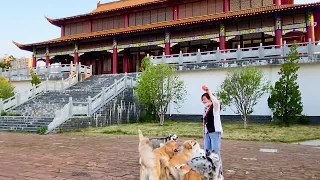 come on! dog! I am proud of you!