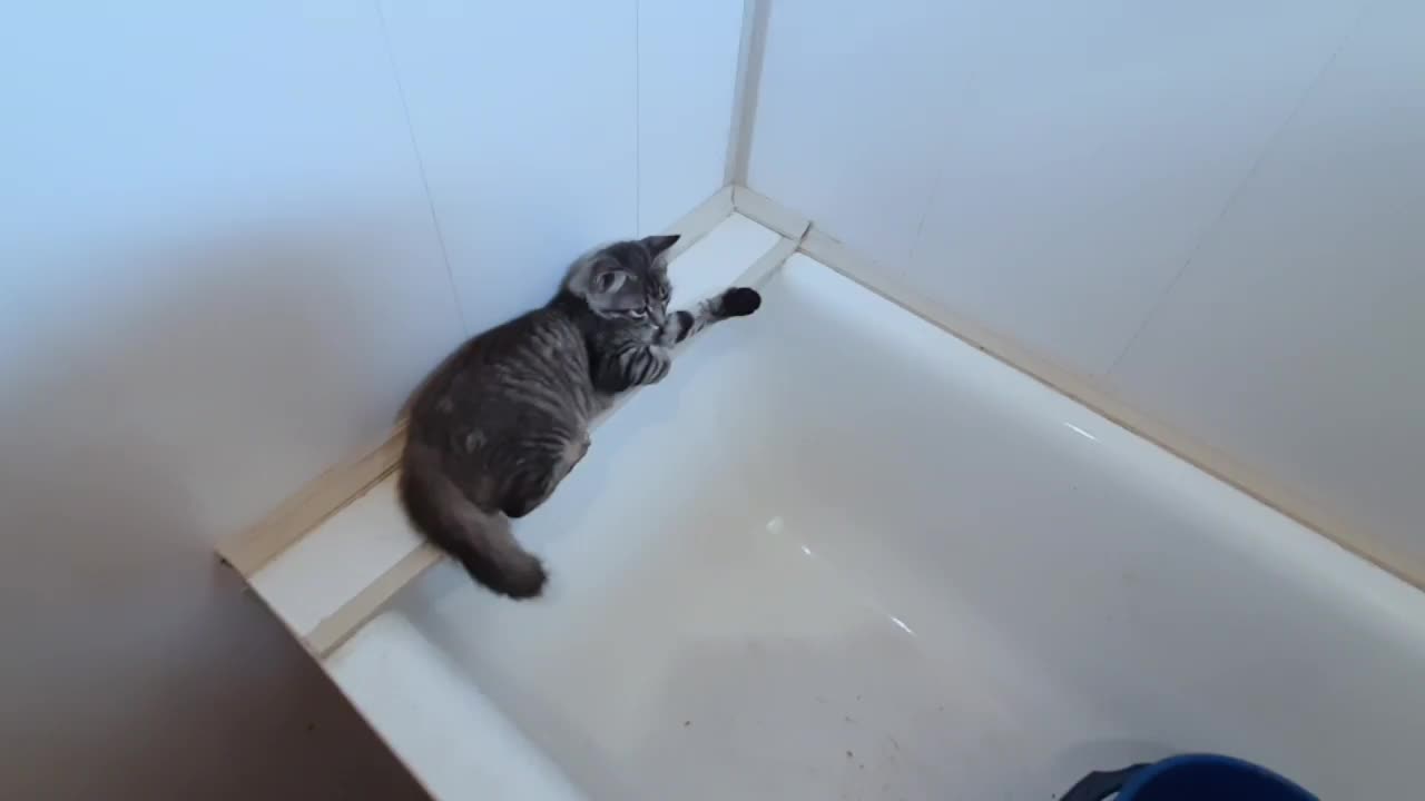 Simba in the bathroom