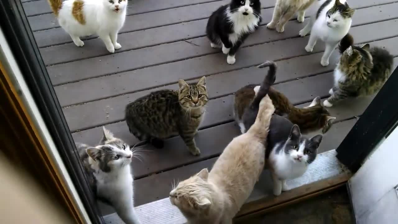 Cute hungry Cats