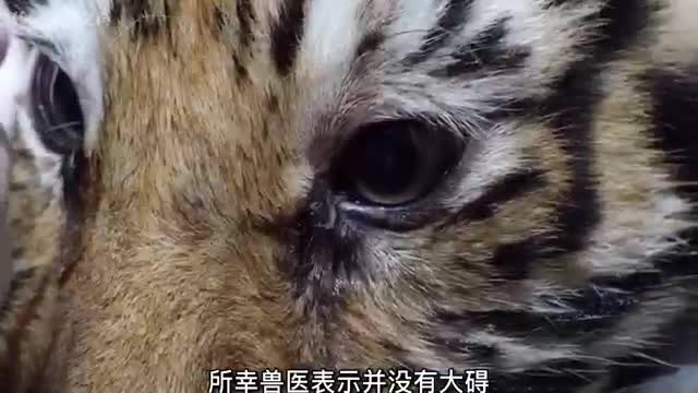 cute tiger