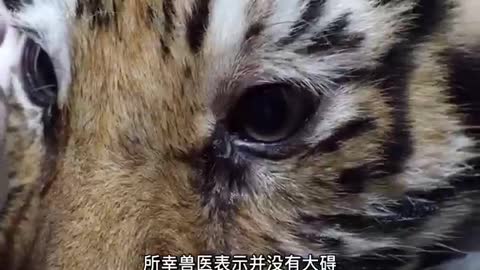 cute tiger