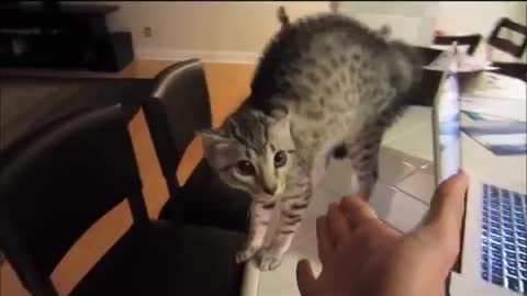 Cat afraid from the mask 😂😂☹️☹️