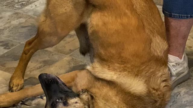 Doggy Seriously Enjoying Scratches