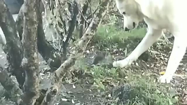 Dog catching mouse, brave mouse fight back!