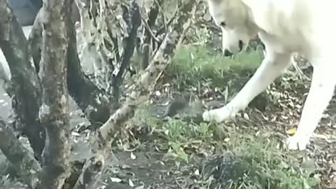 Dog catching mouse, brave mouse fight back!