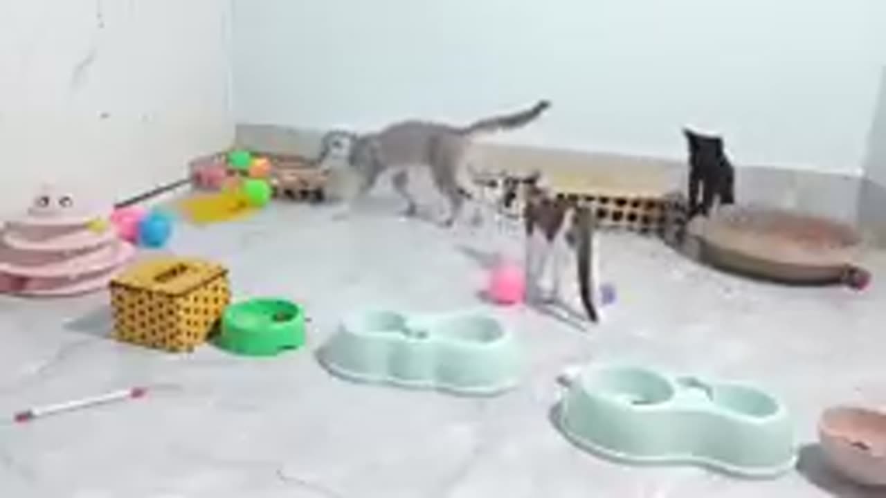 CLASSIC Dog and Cat Videos😹🐕1 HOURS of FUNNY Clips😍