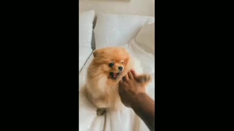 Kung fu with little Dog 🐕