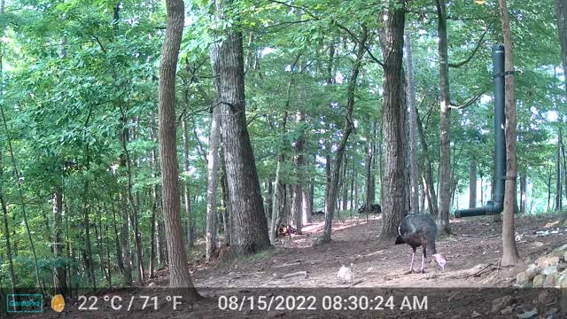 The Woods – 08/15/2022
