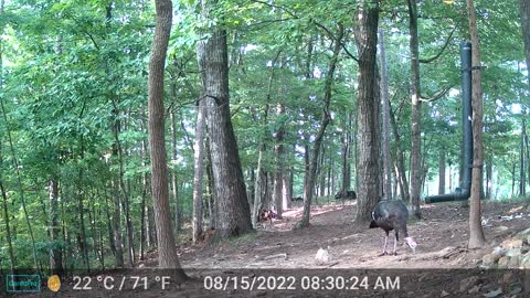 The Woods – 08/15/2022