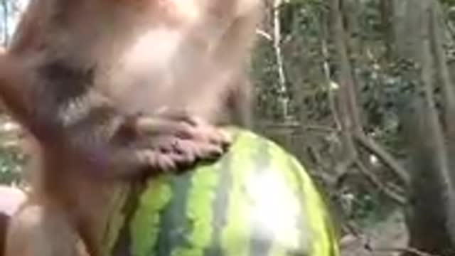 Wild monkey nature