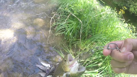 Trout haul '24