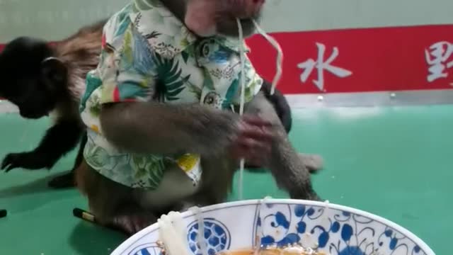 Cute little baboon eating noodles