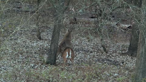 Monster Kansas Buck