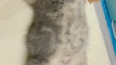 Adorable cute kitten sleeping 😍😂🤣