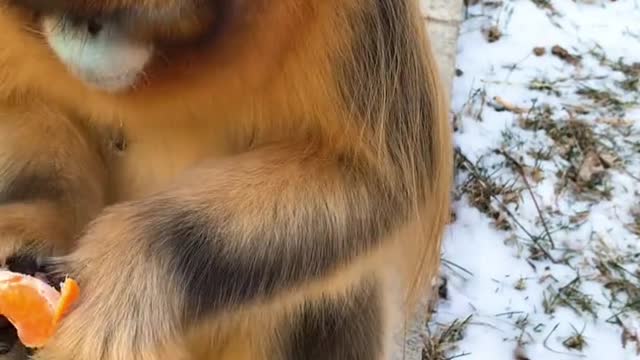 Baby golden monkey eats oranges, so cute