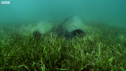 Dolphins Use Sting rays to Hunt Octopus | Ocean Giants | BBC Earth