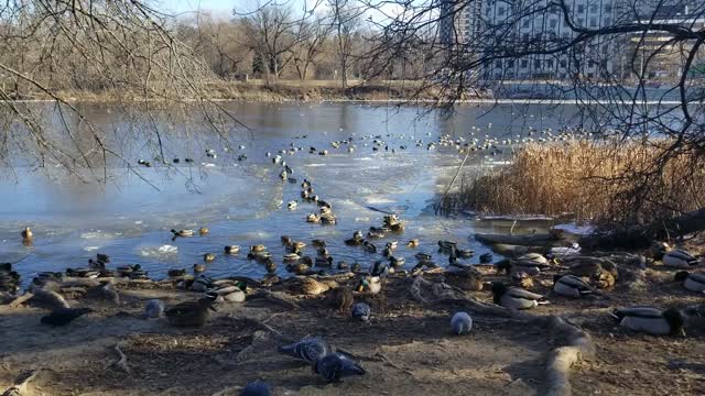 Frozen Duck Highway