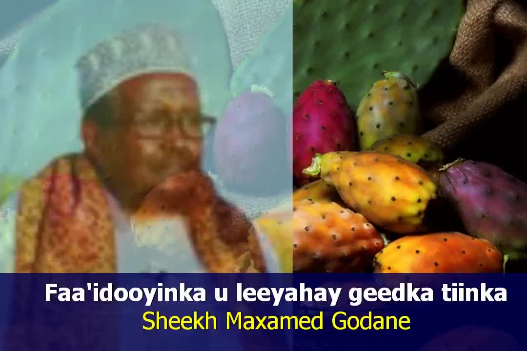 Faa'idooyinka u leeyahay geedka tiinka Sheekh Maxamed Godane