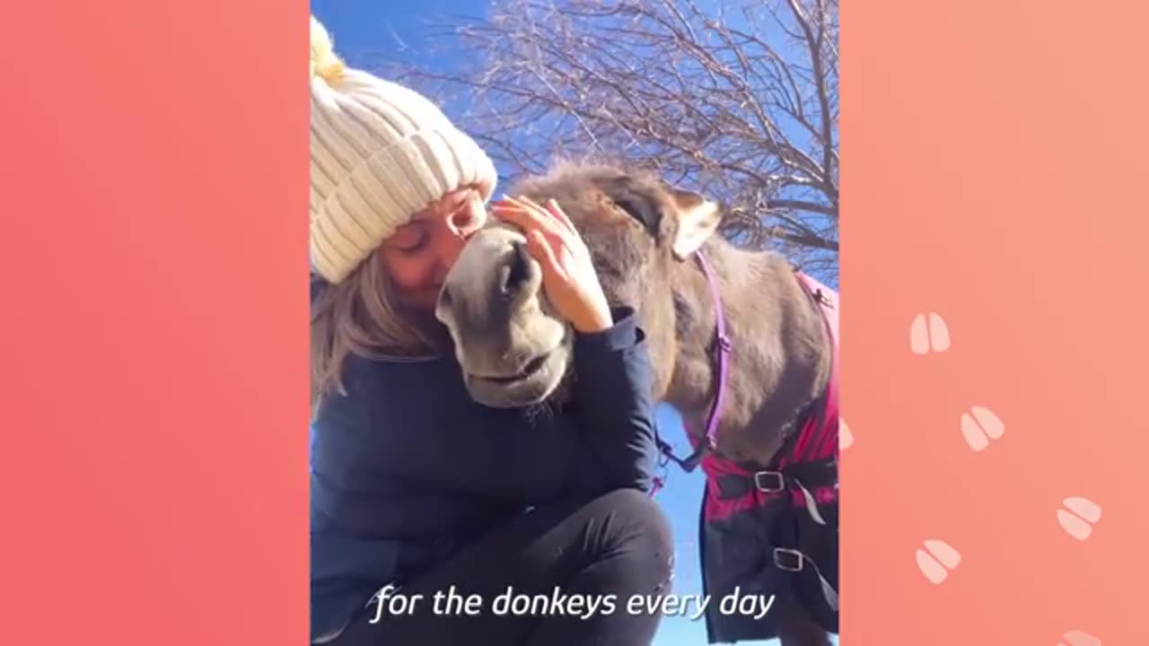Donkey smile and sing