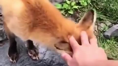 Best Funny Animal Videos of 2021, You will smile from ear to ear!