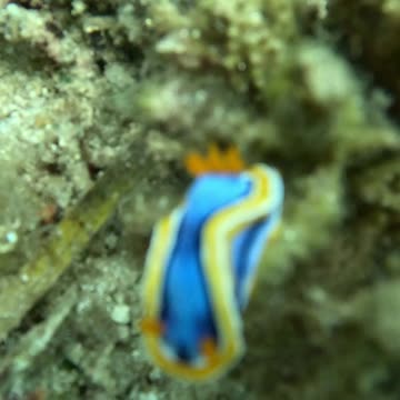 Snorkeling Adventures Philippines, Freediving down to the reef in search of sea slugs