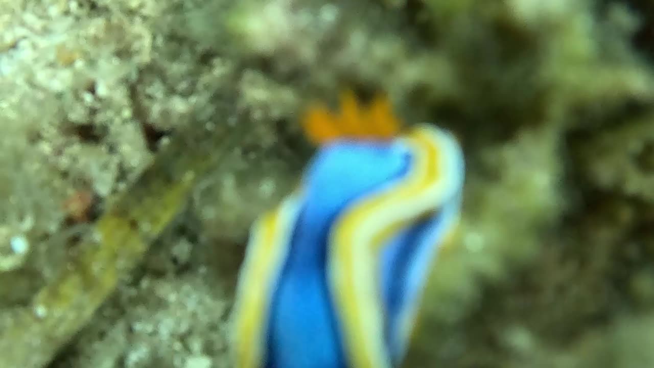 Snorkeling Adventures Philippines, Freediving down to the reef in search of sea slugs