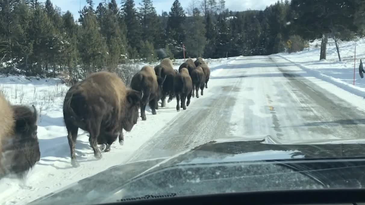 Bison Parade Through the Park