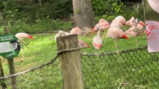 FLAMINGOS AMERICANOS