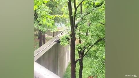 I almost heart attack 😅 NEW FUNNY ANIMALS OF THE WEEK 🐱🐶🐼🐄😂