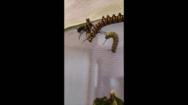 Monarch Caterpillar's Eating Another Monarch Caterpillar!